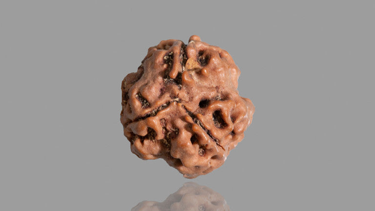 Natural 3 Mukhi Rudraksha (Nepali)