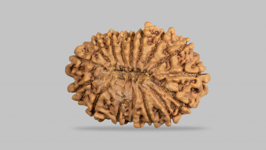 Natural 16 Mukhi Rudraksha (Nepali)
