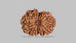 Natural 12 Mukhi Rudraksha (Nepali)