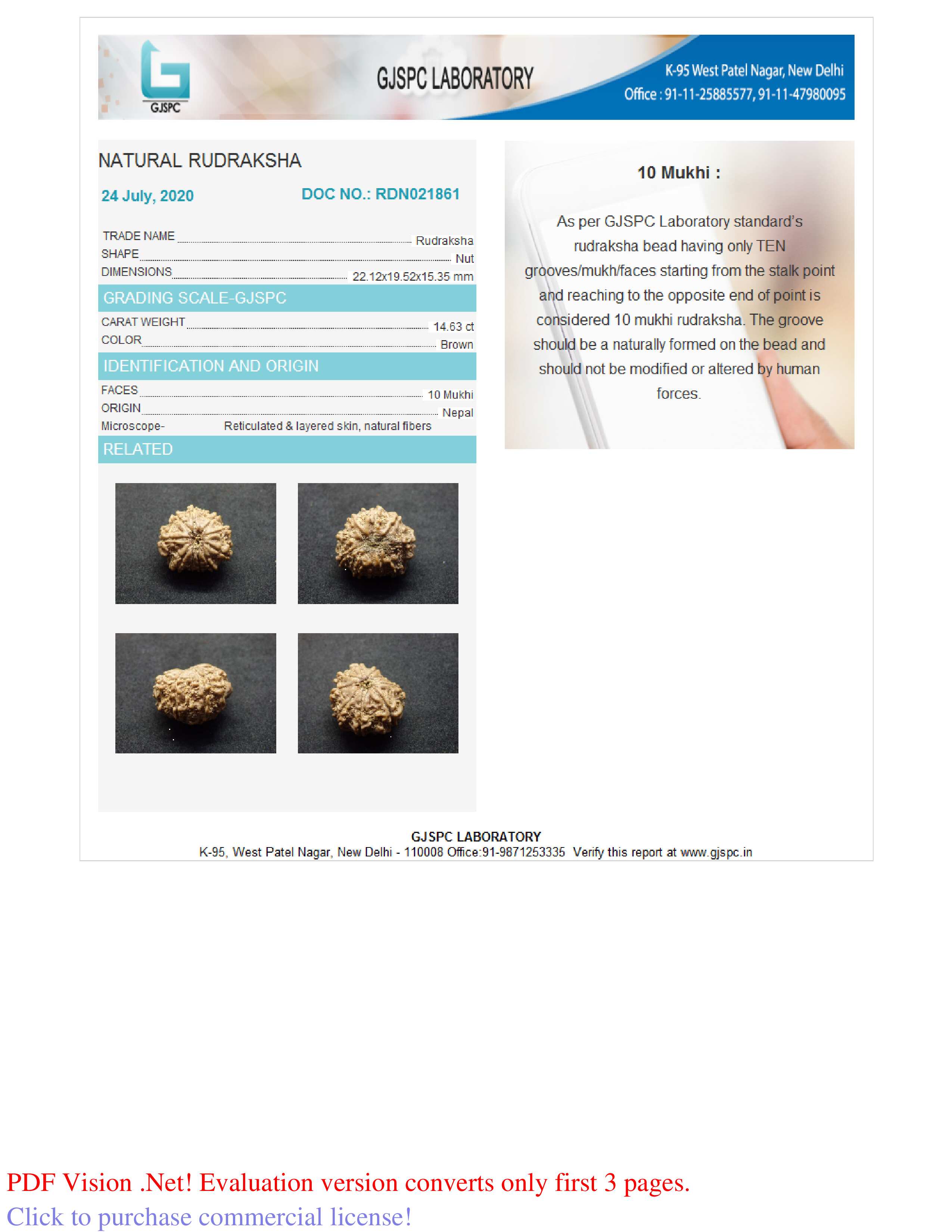 Natural 10 Mukhi Rudraksha (Nepali)