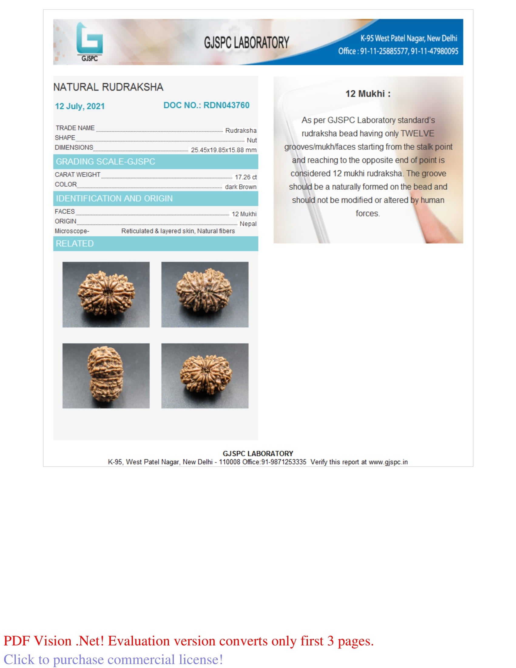Natural 12 Mukhi Rudraksha (Nepali)