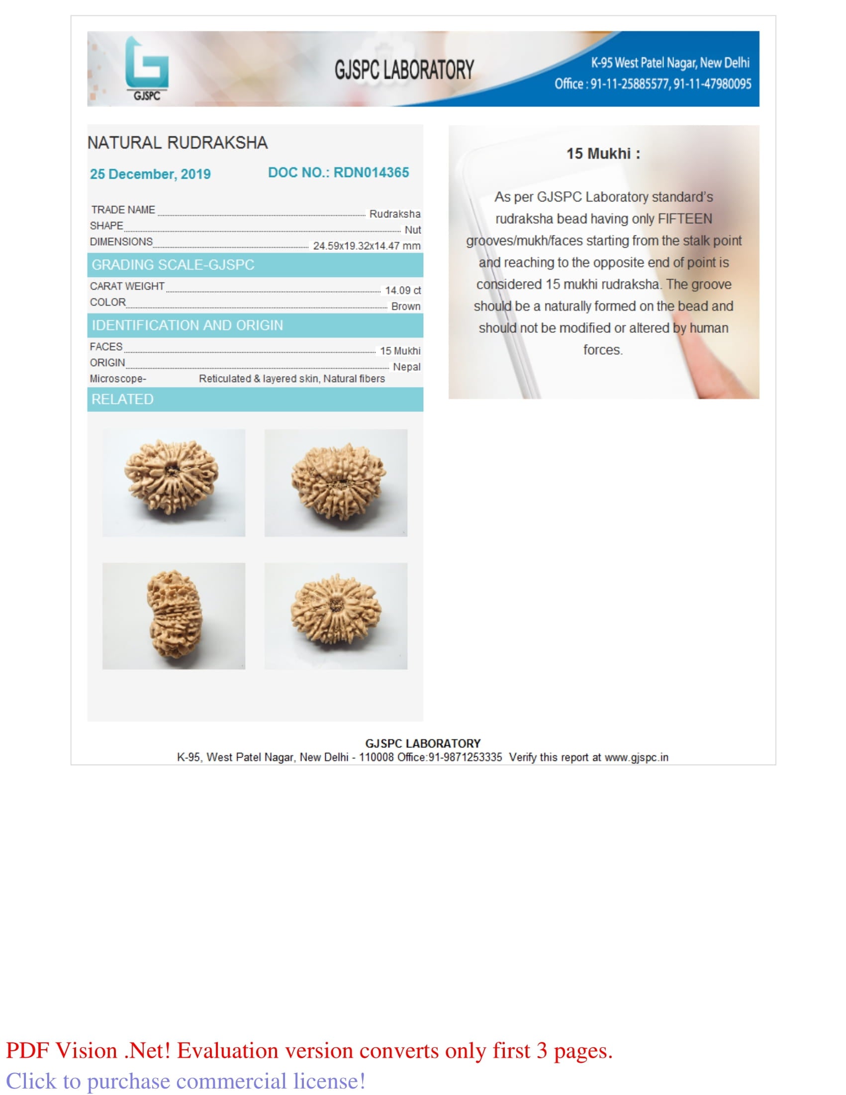 Natural 15 Mukhi Rudraksha (Nepali)