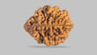 Natural 2 Mukhi Rudraksha (  Nepali  )