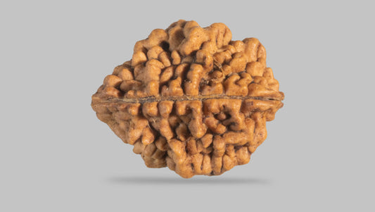 Natural 2 Mukhi Rudraksha (  Nepali  )