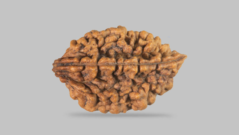 Natural 2 Mukhi Rudraksha (  Indian )