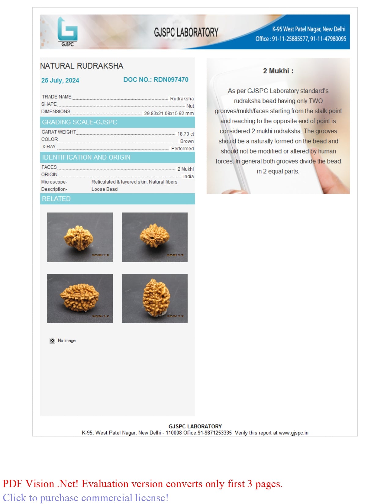 Natural 2 Mukhi Rudraksha (  Indian )