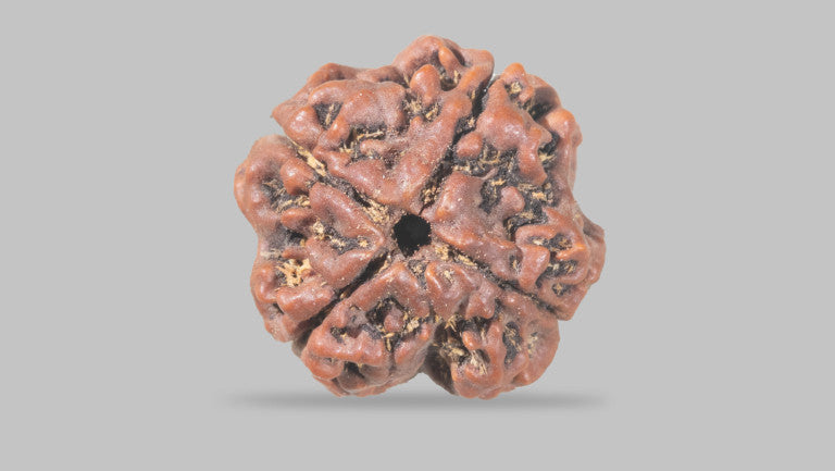 Natural 4 Mukhi Rudraksha (Nepali)