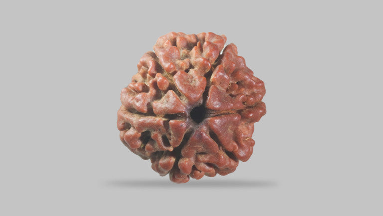 Natural 6 Mukhi Rudraksha (Nepali)