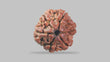 Natural 6 Mukhi Rudraksha (Nepali)