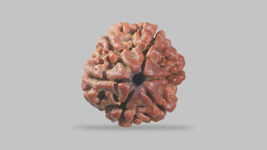 Natural 6 Mukhi Rudraksha (Nepali)