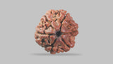 Natural 6 Mukhi Rudraksha (Nepali)
