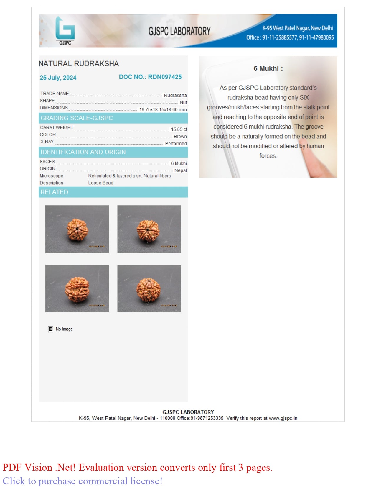 Natural 6 Mukhi Rudraksha (Nepali)