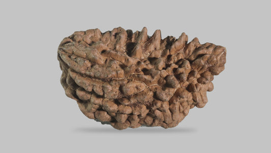 Natural 1 Mukhi Rudraksha Savar ( Indian )