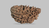 Natural 1 Mukhi Rudraksha Savar ( Indian )