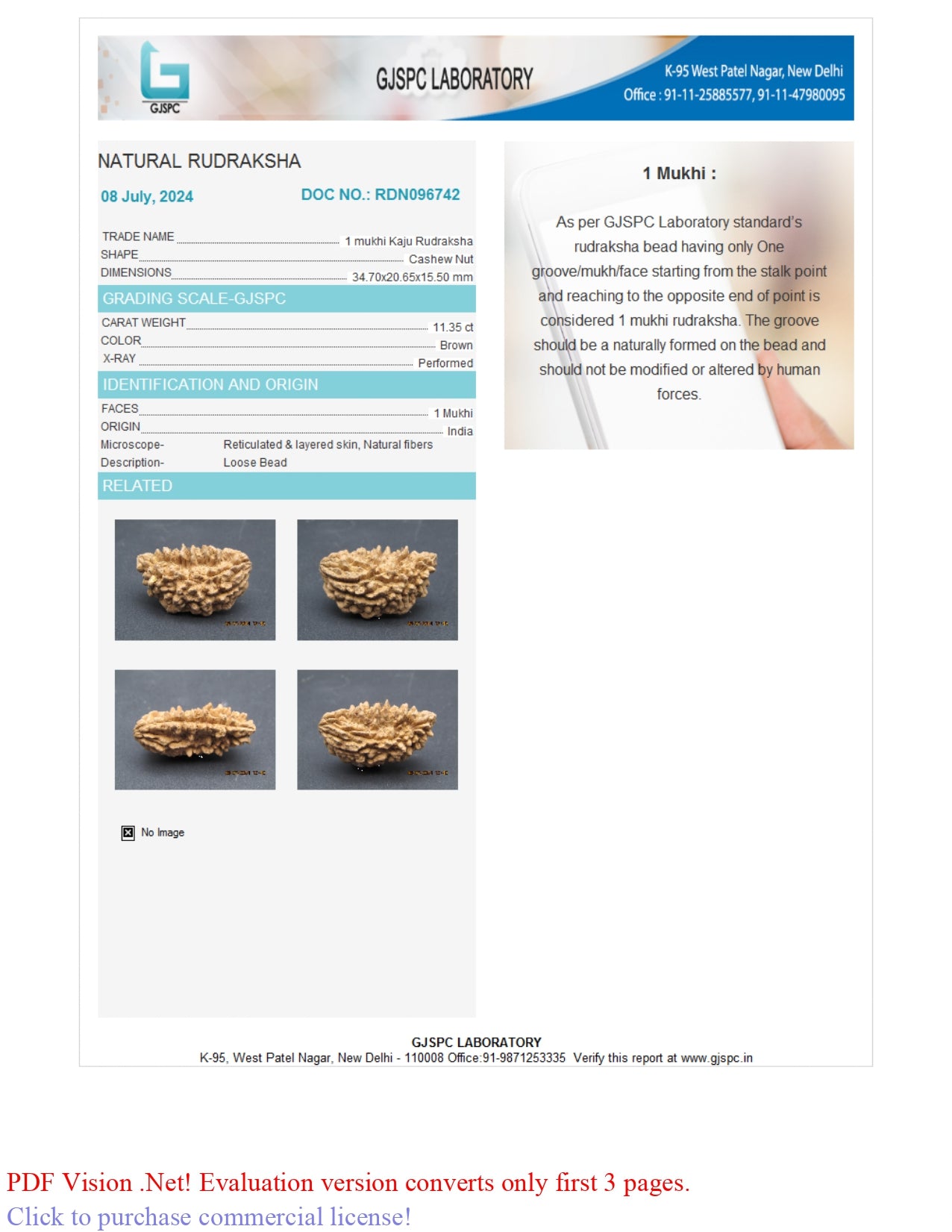 Natural 1 Mukhi Rudraksha Savar ( Indian )