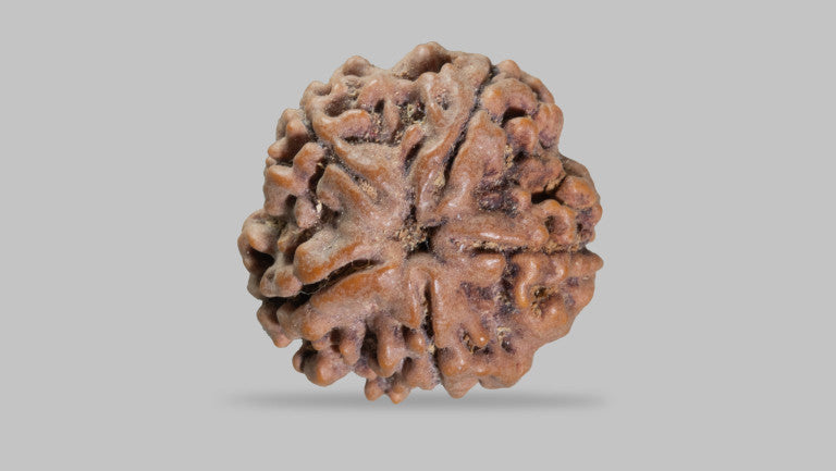 Natural 5 Mukhi Rudraksha (Nepali)