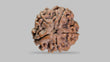Natural 5 Mukhi Rudraksha (Nepali)
