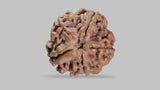 Natural 5 Mukhi Rudraksha (Nepali)