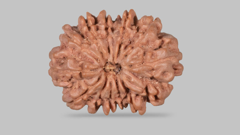 Natural 13 Mukhi Rudraksha (Nepali)