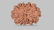 Natural 13 Mukhi Rudraksha (Nepali)