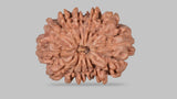 Natural 13 Mukhi Rudraksha (Nepali)