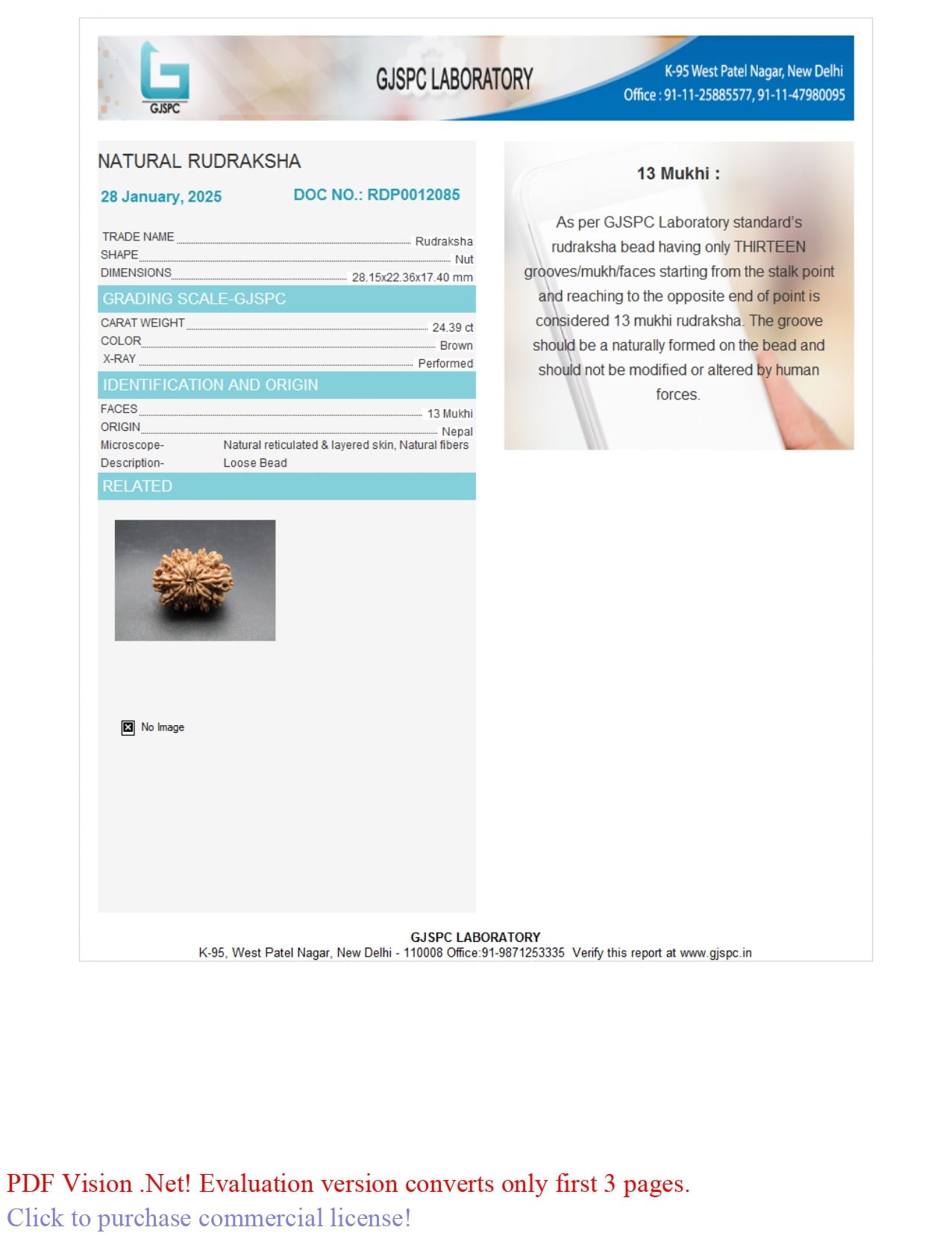 Natural 13 Mukhi Rudraksha (Nepali)