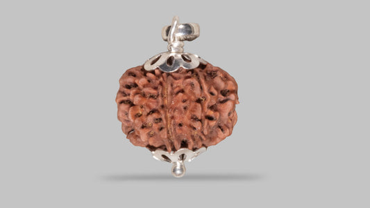 Natural 8 Mukhi Rudraksha (Nepali)
