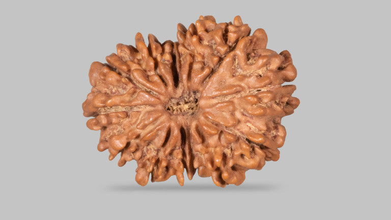 Natural 14 Mukhi Rudraksha (Nepali)