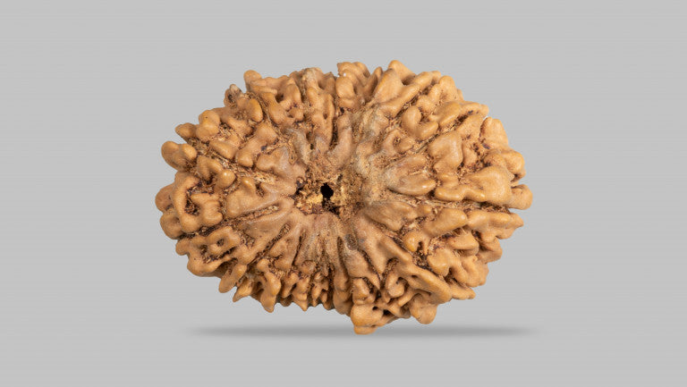 Natural 16 Mukhi Rudraksha (Nepali)