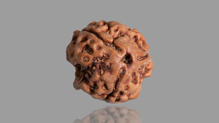 Natural 3 Mukhi Rudraksha (Nepali)