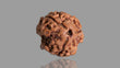 Natural 3 Mukhi Rudraksha (Nepali)