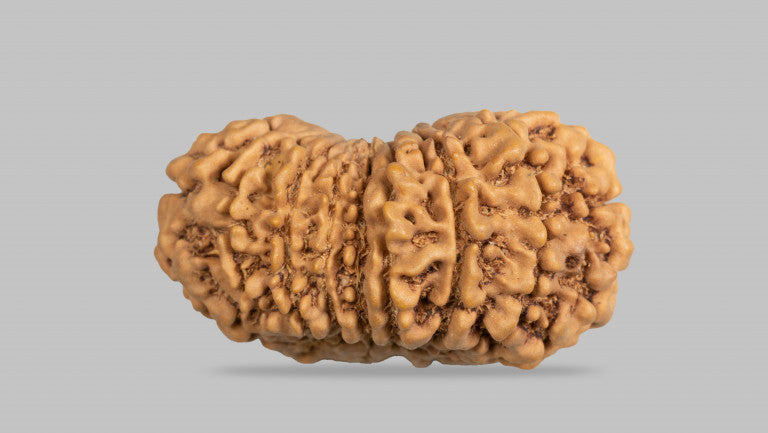 Natural 16 Mukhi Rudraksha (Nepali)