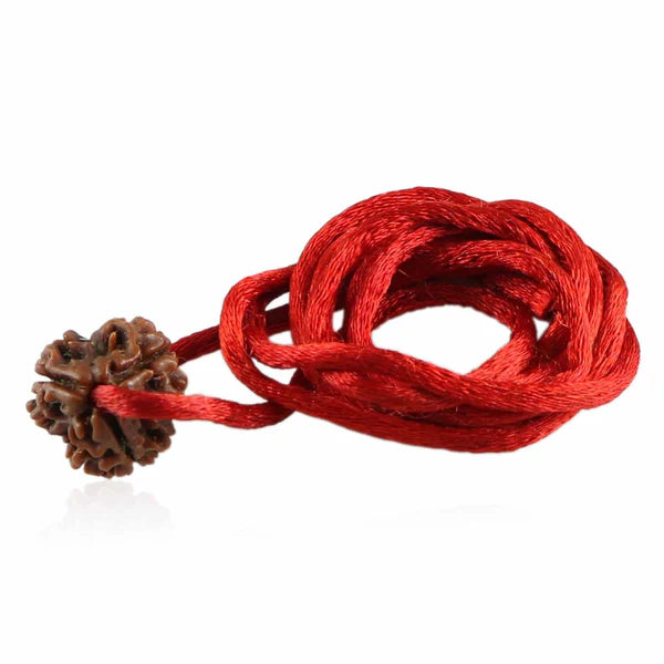Natural 3 Mukhi Rudraksha (Nepali)