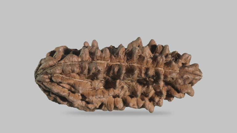 Natural 1 Mukhi Rudraksha Savar ( Indian )