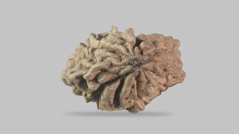 Natural 1 Mukhi Rudraksha Savar ( Indian )