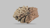 Natural 1 Mukhi Rudraksha Savar ( Indian )