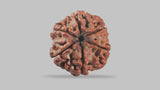 Natural 6 Mukhi Rudraksha (Nepali)