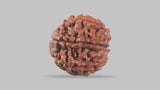 Natural 6 Mukhi Rudraksha (Nepali)
