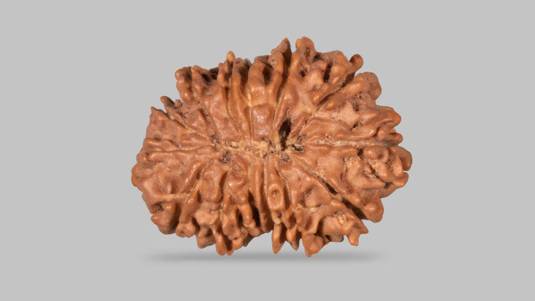 Natural 14 Mukhi Rudraksha (Nepali)