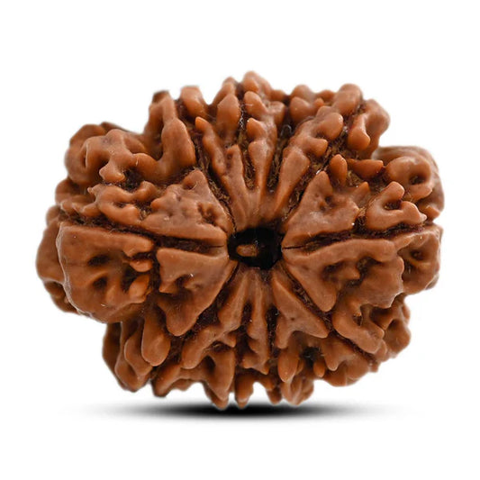 Natural 10 Mukhi Rudraksha (Nepali)