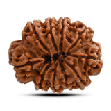 Natural 10 Mukhi Rudraksha (Nepali)