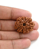 Natural 10 Mukhi Rudraksha (Nepali)