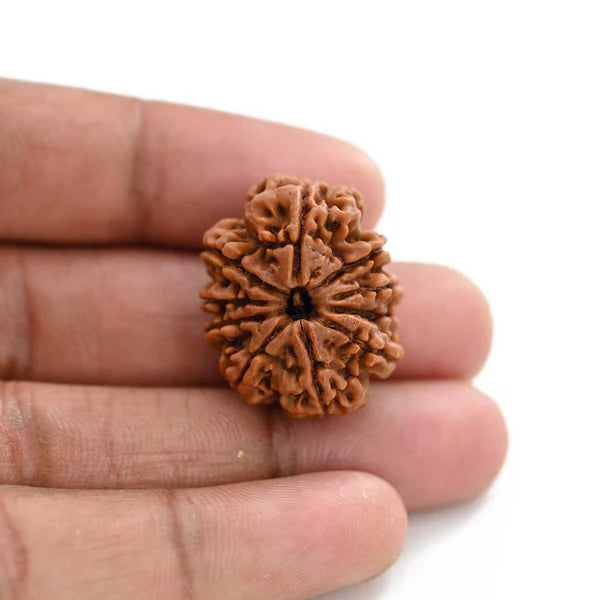 Natural 10 Mukhi Rudraksha (Nepali)