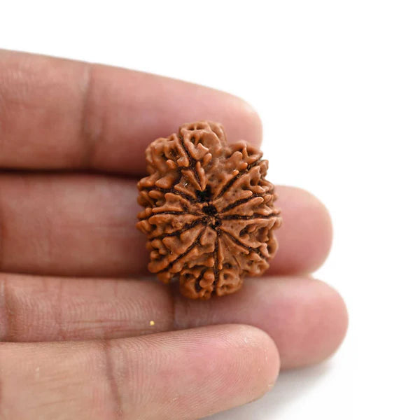 Natural 10 Mukhi Rudraksha (Nepali)