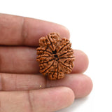 Natural 10 Mukhi Rudraksha (Nepali)