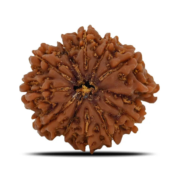 Natural 11 Mukhi Rudraksha (Nepal)