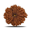 Natural 11 Mukhi Rudraksha (Nepal)