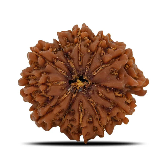 Natural 11 Mukhi Rudraksha (Nepal)