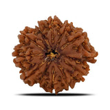 Natural 11 Mukhi Rudraksha (Nepal)