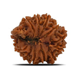 Natural 11 Mukhi Rudraksha (Nepal)